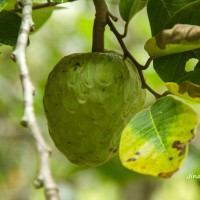 Annona cherimola Mill.